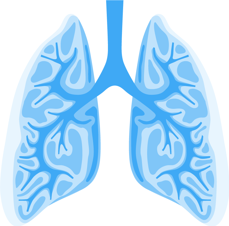 Healthy cancer free lungs